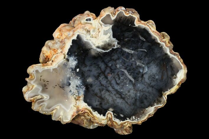 Polished Dendritic Agate Nodule Half - Uruguay #152680